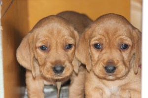 My's valpar 4 veckor 086