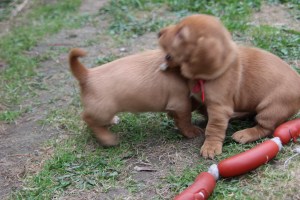 My's valpar 4 veckor 088