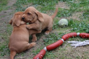 My's valpar 4 veckor 089