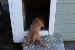 Med bred och låg bas så går det Leveällä ja matalalla painopisteellä onnistuu