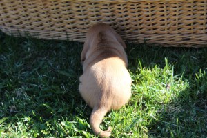 My's valpar äventyr 004