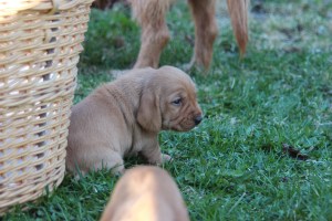 My's valpar äventyr 009