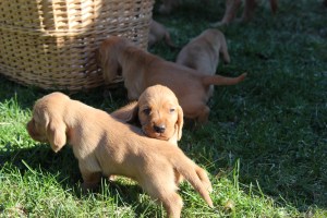 My's valpar äventyr 011