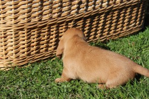 My's valpar äventyr 014