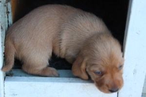 Jag slapp upp, men hur kommer jag ner? Pääsin ylös, mutta miten pääsen alas?