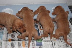 My's valpar äventyr 026