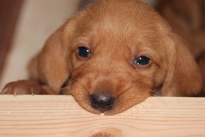 My's valpar äventyr 040