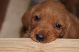 My's valpar äventyr 041