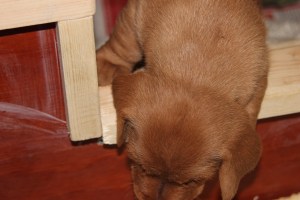 My's valpar äventyr 046