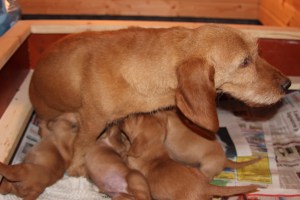 Mamma i sommarfrisyr Mamma kesäkampauksessa