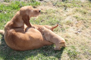 My's valpar äventyr 061