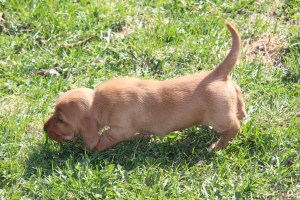 My's valpar äventyr 062