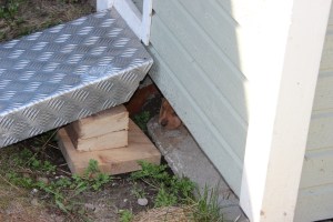 My's valpar äventyr 065