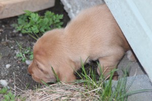 My's valpar äventyr 066