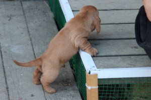 Jag slipper nog upp! Kyllä minä pääsen!