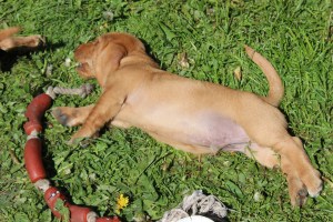 Hilde o 7 veckor 045