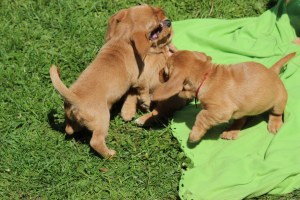 Hilde o 7 veckor 065