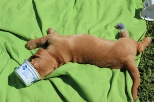 Hilde o 7 veckor 075