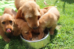 hilde o 7 veckor 082