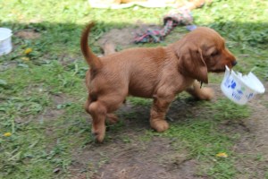 hilde o 7 veckor 090