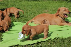 hilde o 7 veckor 095