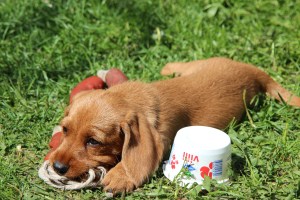 hilde o 7 veckor 101