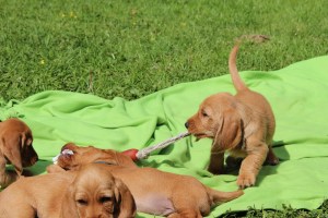 hilde o 7 veckor 105