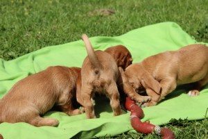 hilde o 7 veckor 107