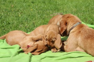 hilde o 7 veckor 112