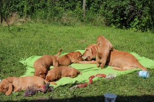 hilde o 7 veckor 115