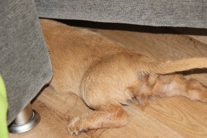 Du har godis där! Sinulla on nami siellä!