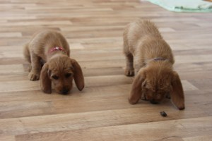 Våta Smilla till vänster, Hilde till höger. Märkiä Smilla vasemmalla, Hilde oikealla