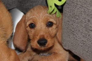 Smilla har fått pappas fina ögon! Smilla on perinnyt isänsä hienot silmät!