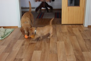 Mamma ville också vara med! Äitikin halusi leikkiä!