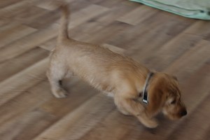 Hilde har bråttom! Hildellä on kiire!