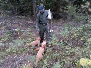 Eka jänis pikkusille 005