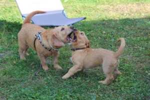 Hallonbacken augusti 2013 011