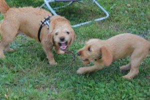 Jag är inte rädd för dig "kusin" Sandra! :)