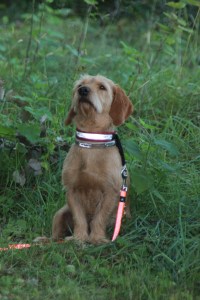 Mamma känner vittring av hjortstråket...