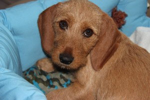 Hallonbacken augusti 2013 037