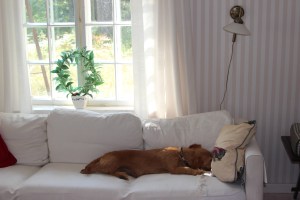 Hallonbacken augusti 2013 038