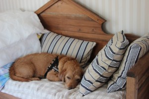 Hallonbacken augusti 2013 039