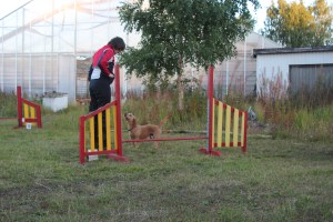 Hundar agility när-bok 100