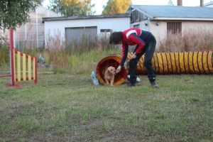 Hundar agility när-bok 102