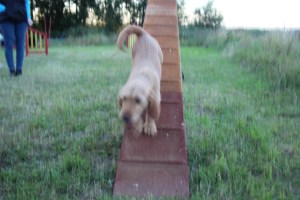 Hundar agility när-bok 105