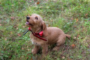 Pejlarhalsbandet är ännu lite stort Tutkapanta on vielä hiukan iso