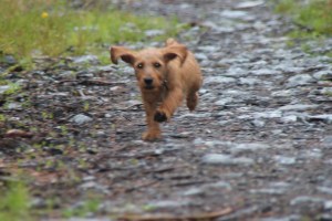 Smilla i skogen 014 - Kopia