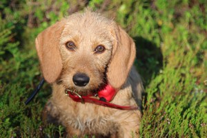 Jag i skogen Minä metsässä