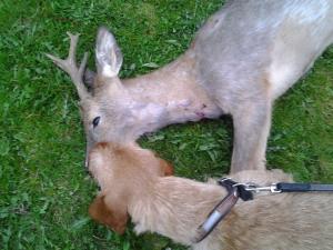 i trafikolycka skadat rådjur liikenneonnettomuudessa loukkaantunut kauris