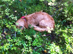 Trött i svampskogen - Väsynyt sienimetsällä